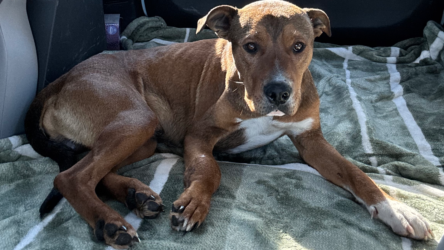 Help this dog walk again