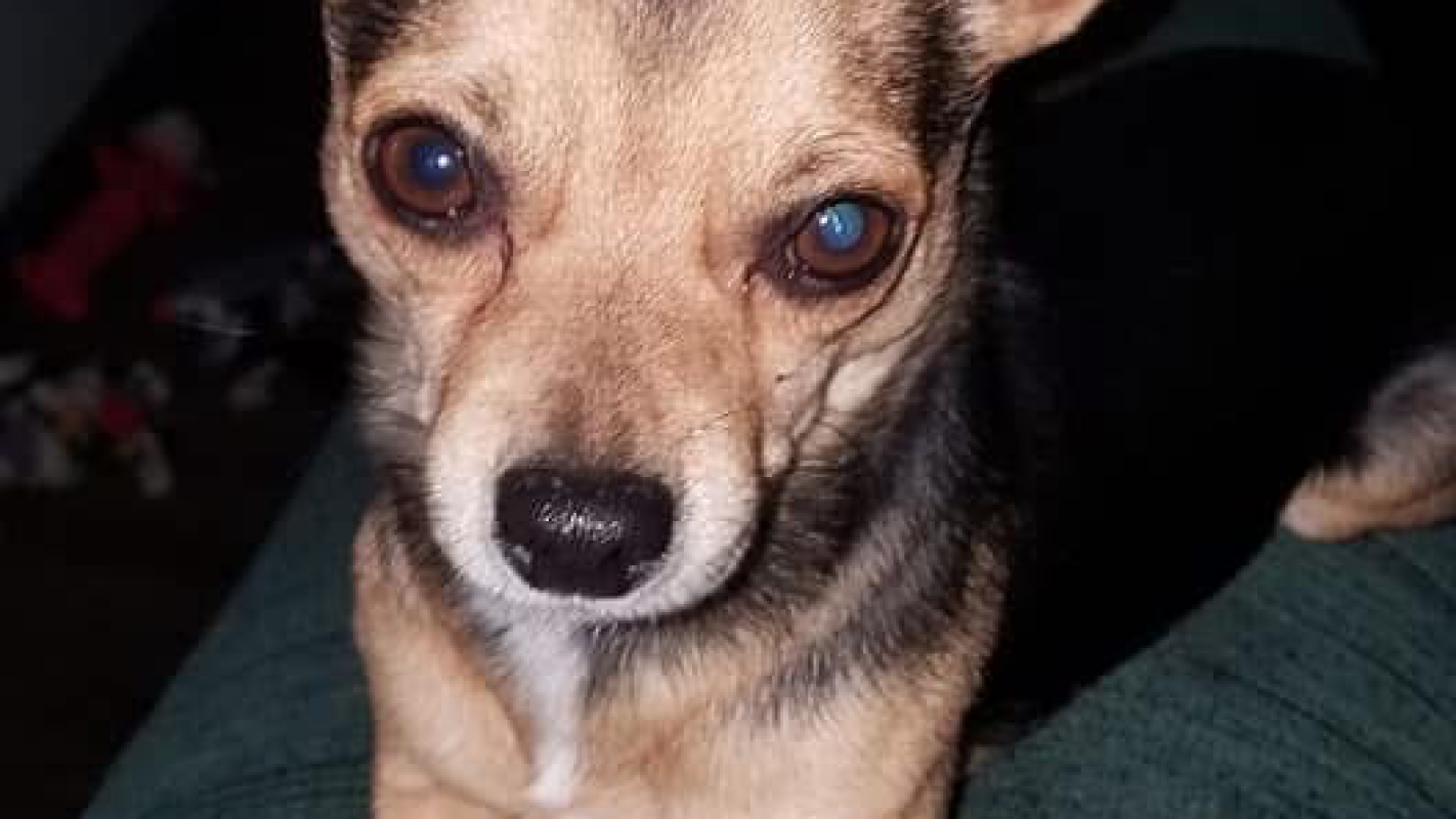 Gato( my chihuahua)