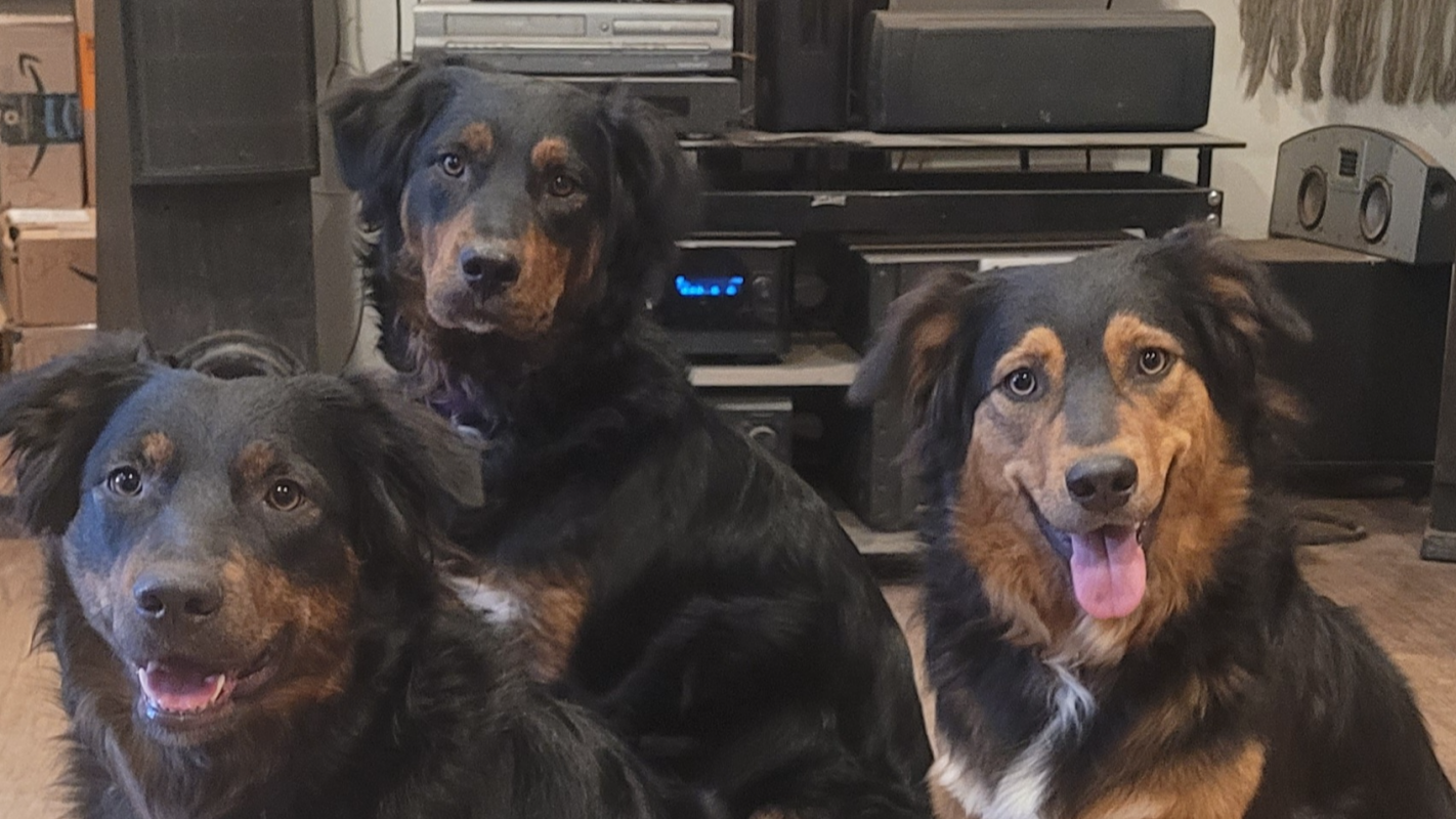 Save our 6 Aussie Shepherds