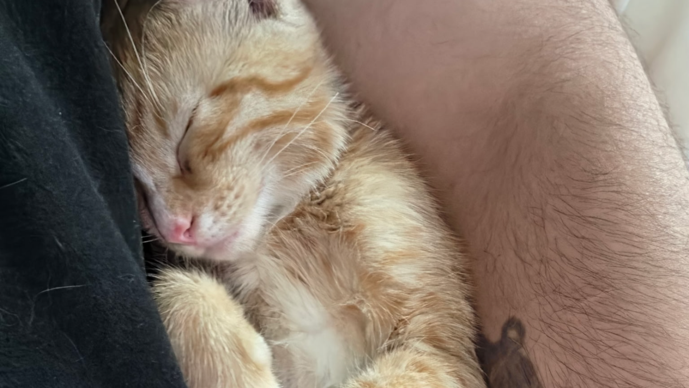 For kitty medical