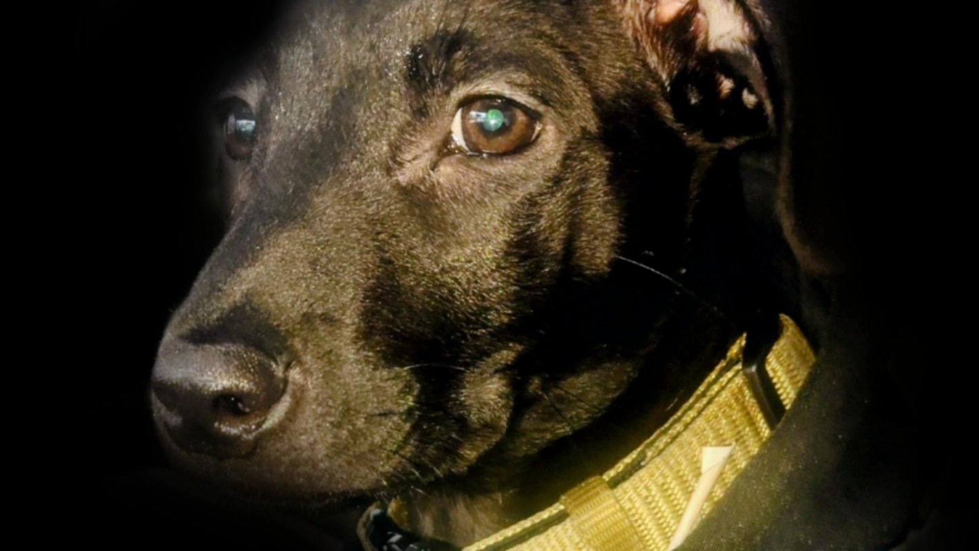 Help Bubba keep his vision