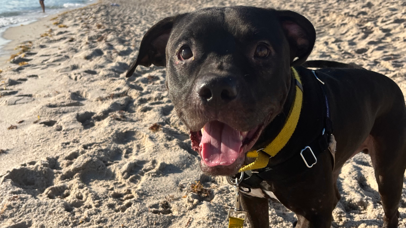 Help Logan go to a board and train.