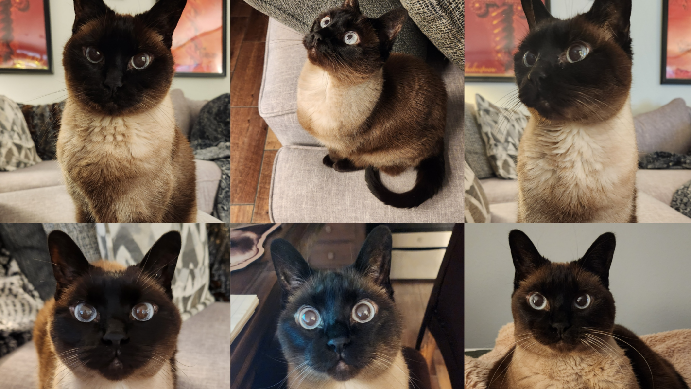 Veterinary Care for Dorian