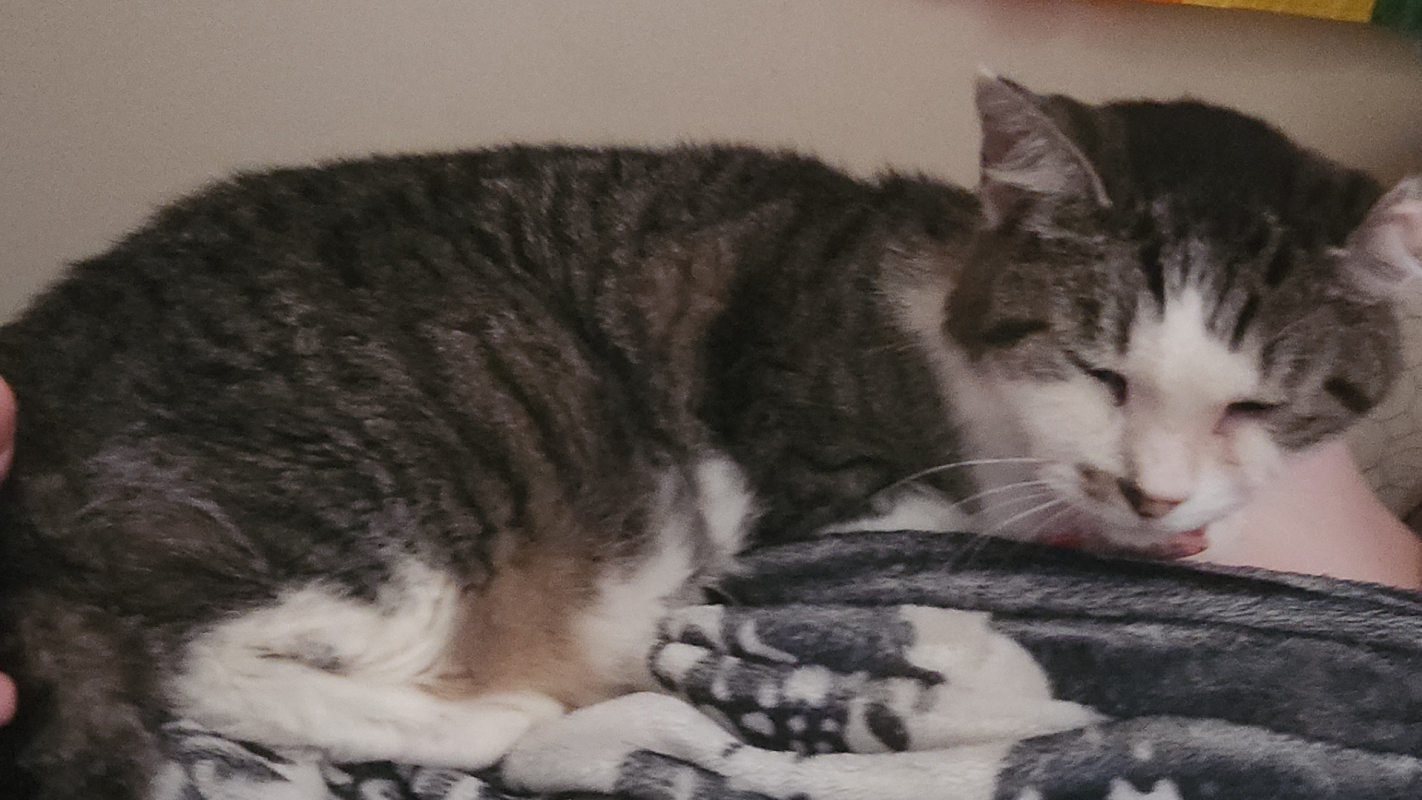 kitty cremation help