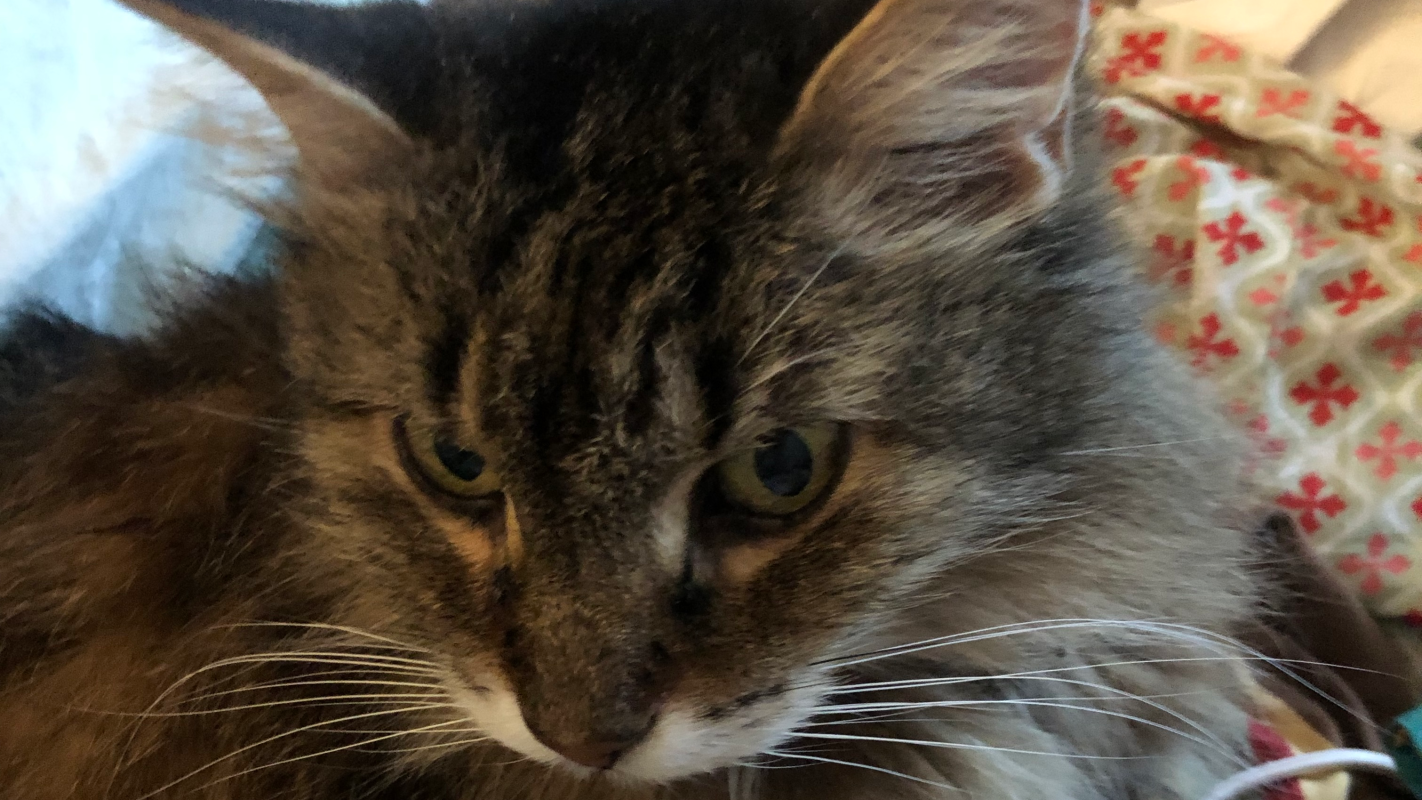 Drivey-Cat’s vet fund Colleen OMara