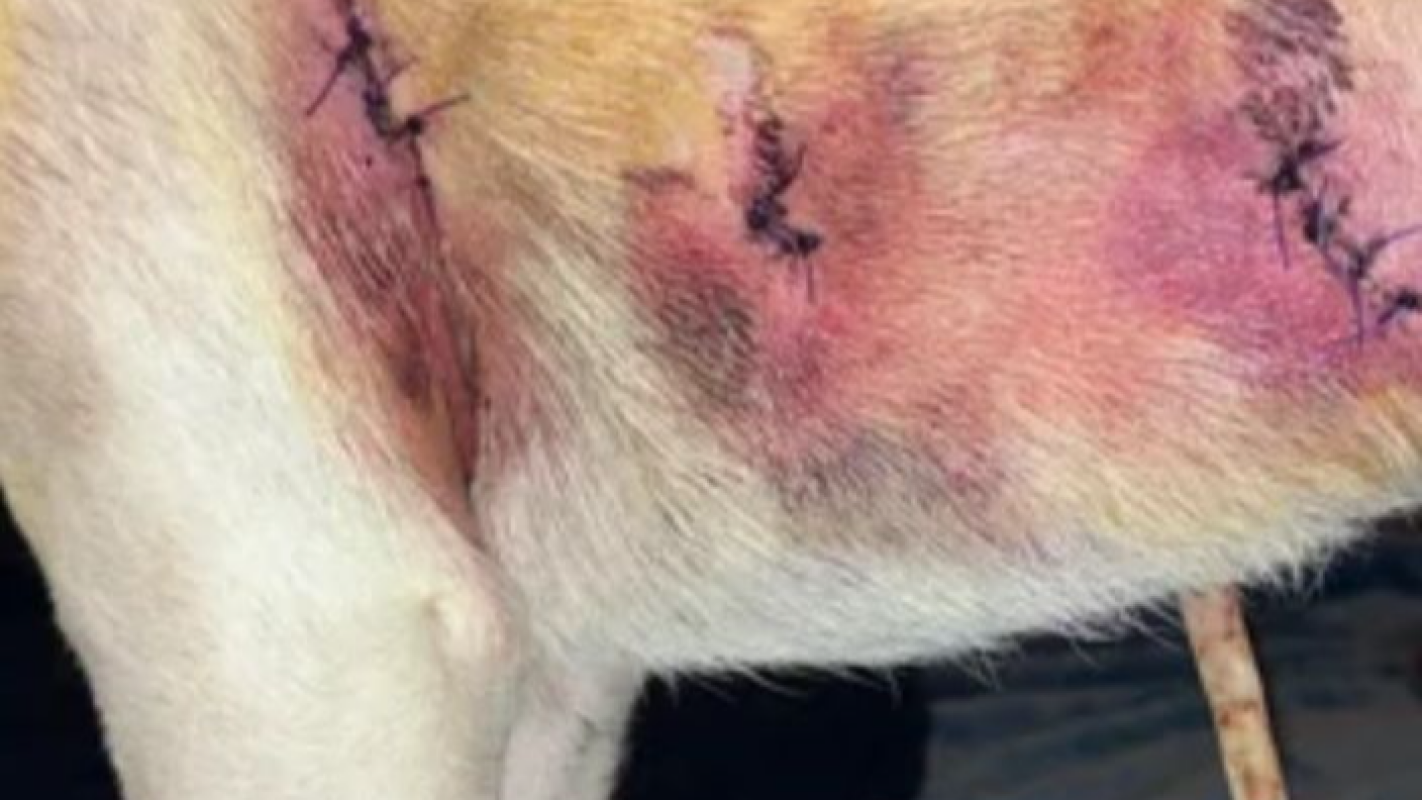Asap medical bill help 4 my baby attacked by pitbull