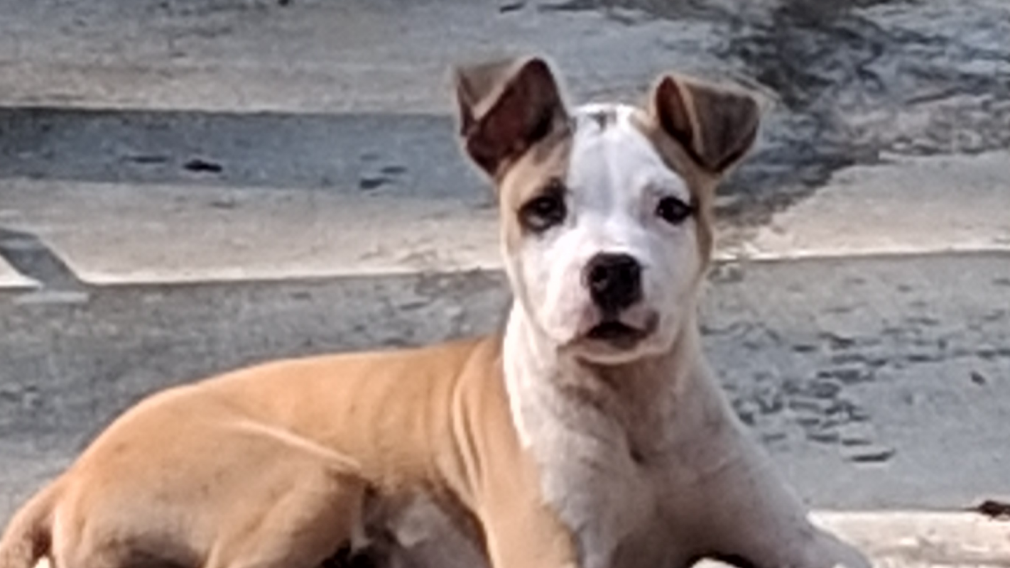 Bring Apollo Creed home