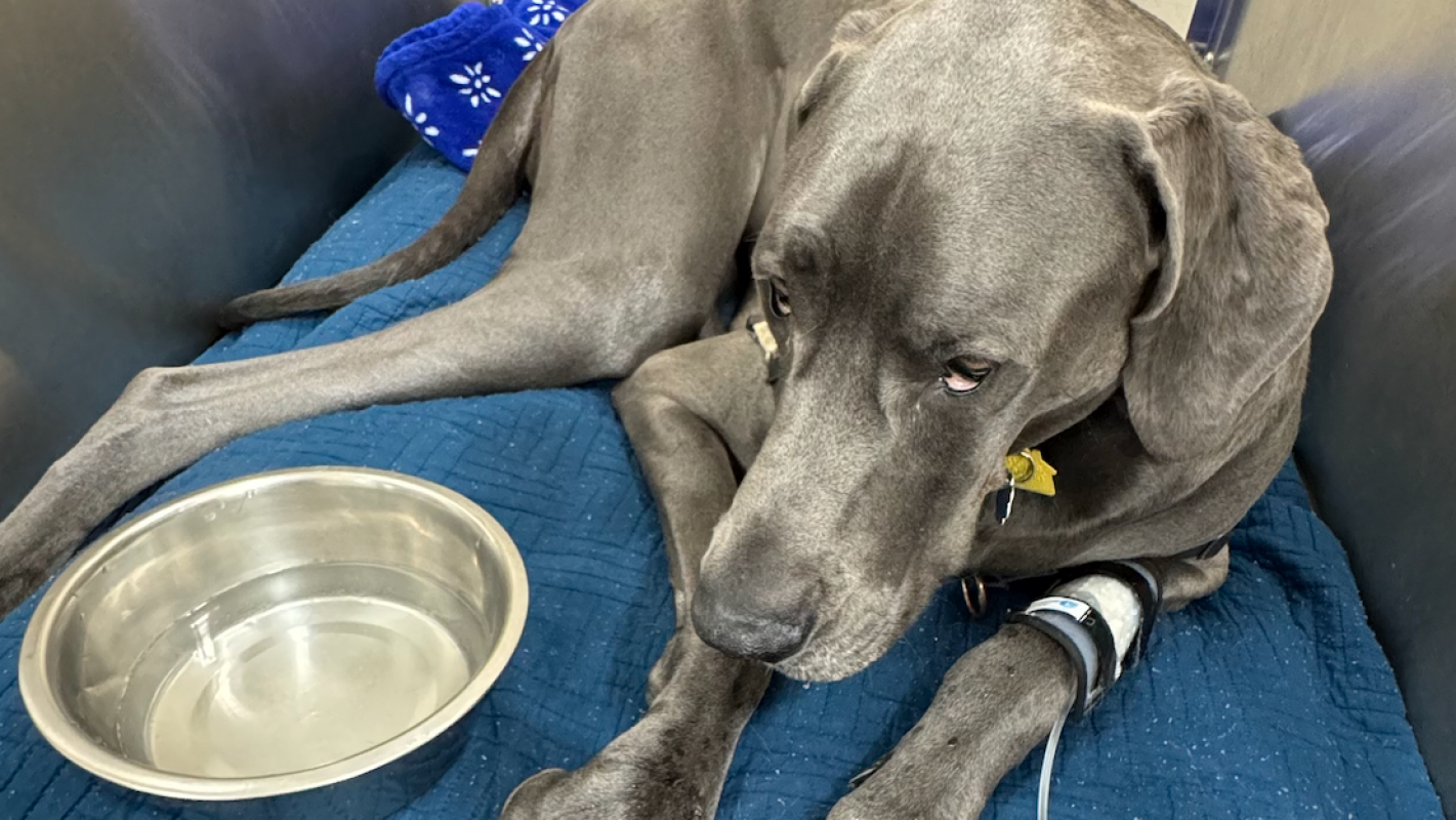 Help Save Luna’s Life 🐾
