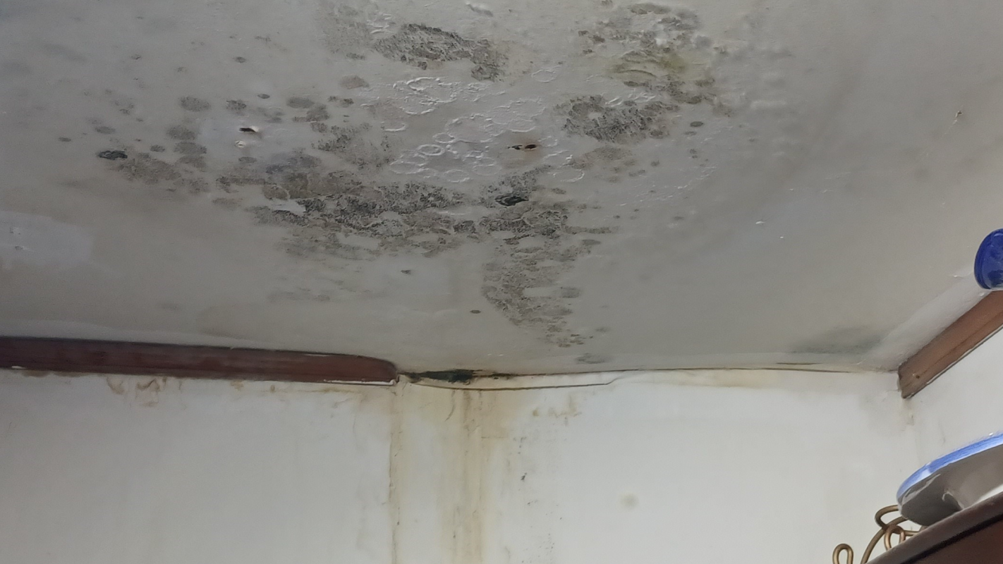Removal of black mold