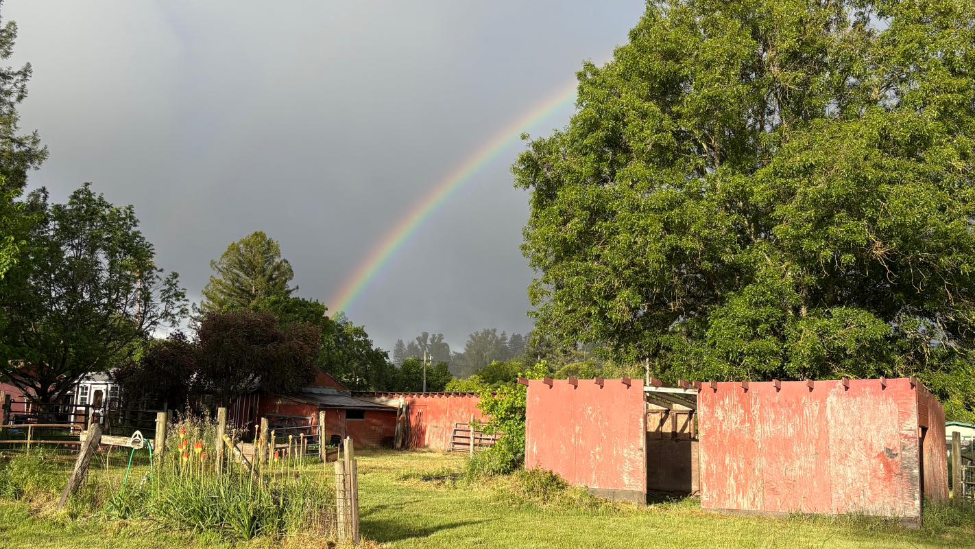 🌳 Planting Roots: Growing a Greener Future in Sebastopol