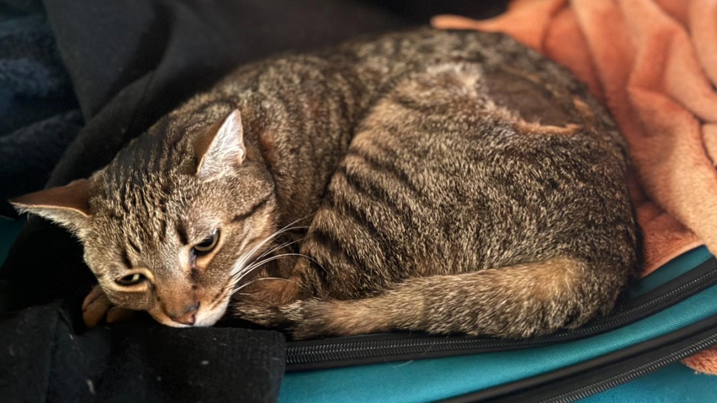 Sylesters Chemotherapy & Davys Dental Work