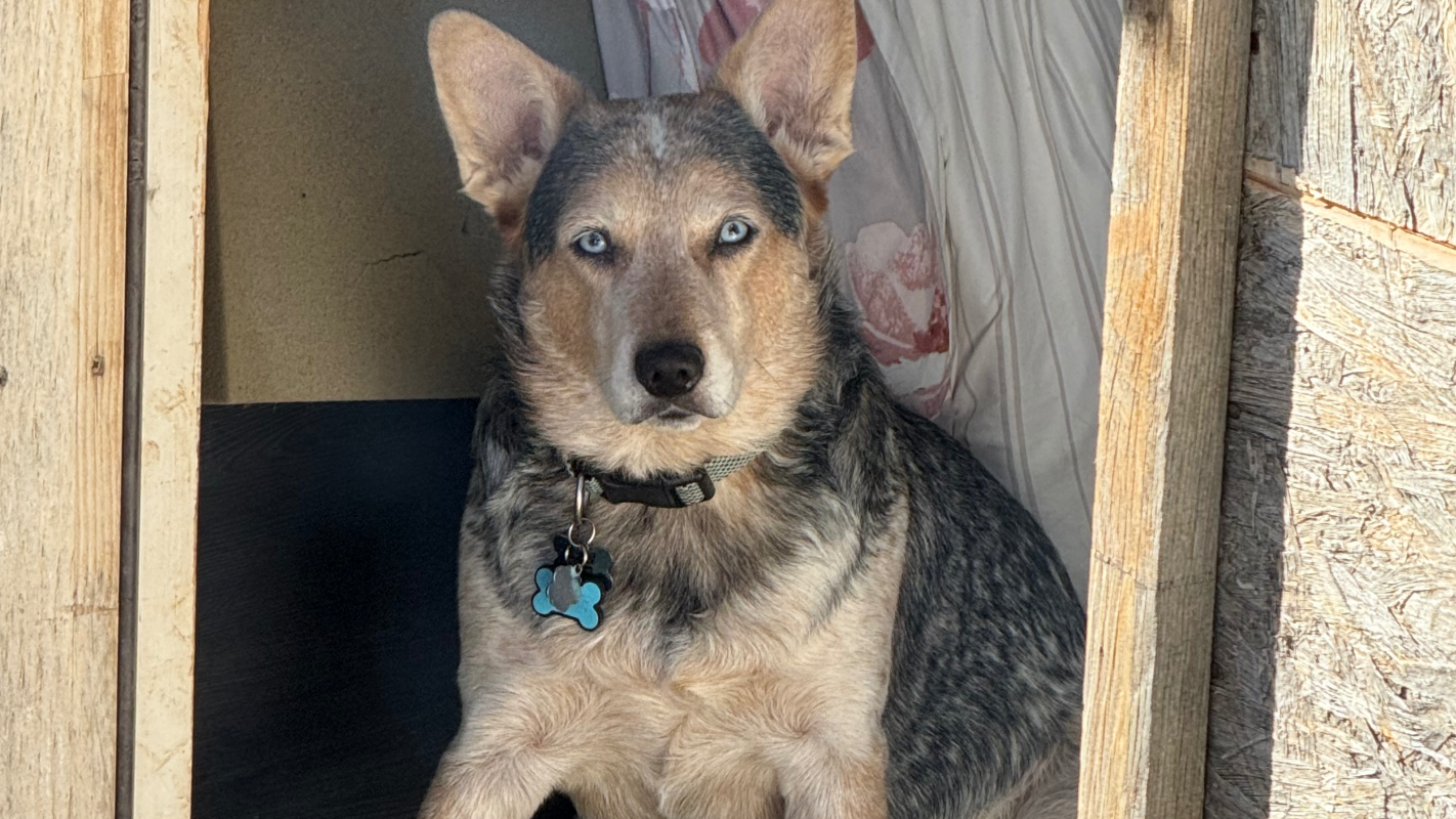 Surgery for my Dog Loki
