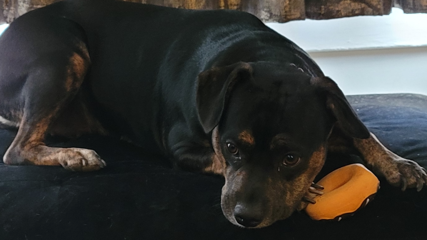 Echo's Medical Needs