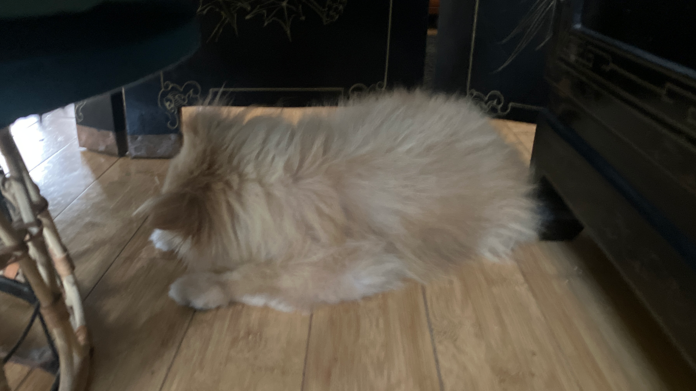 Dog operation