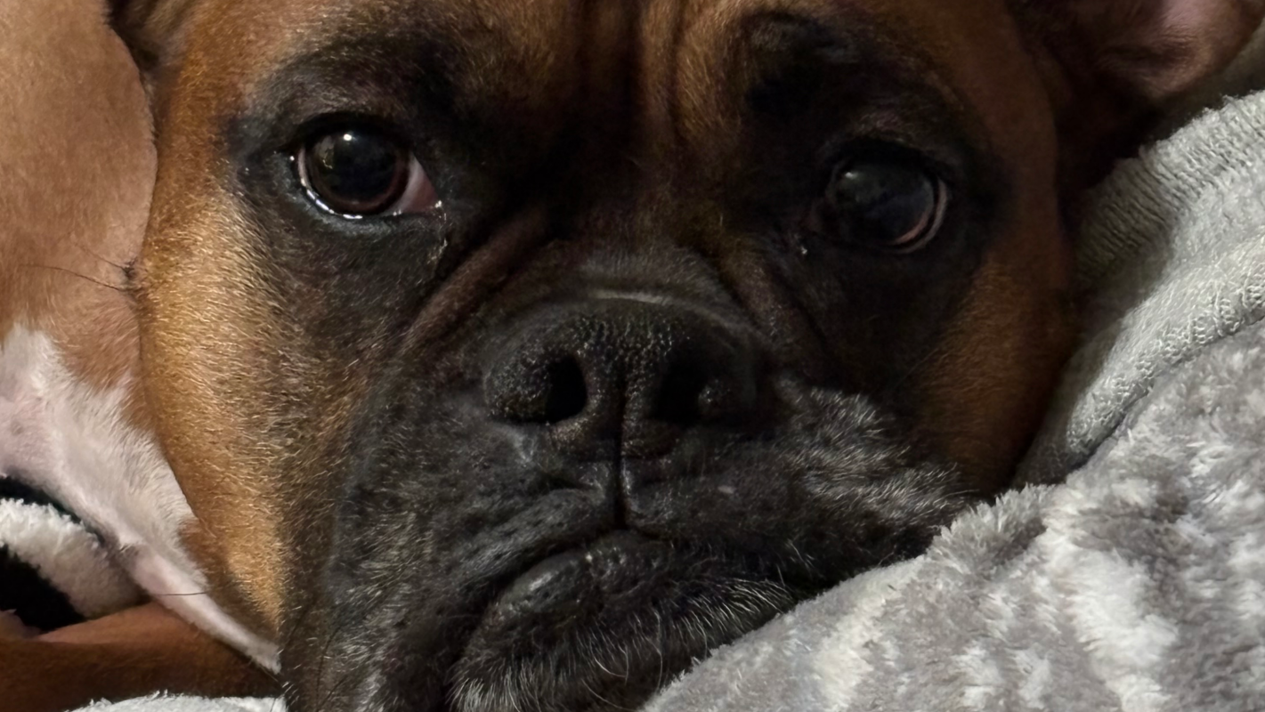 Lagerthas Tumor Surgery