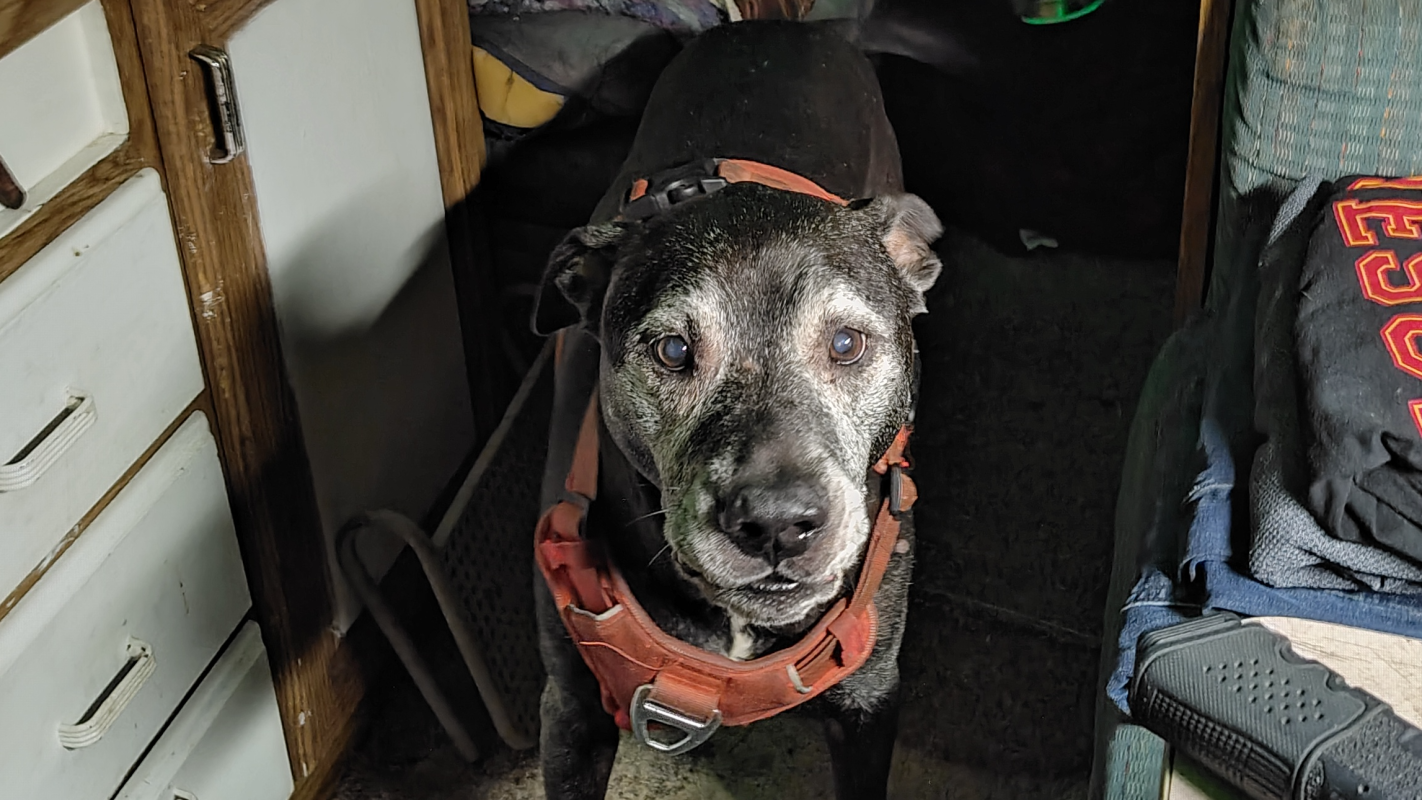 Dawson needs to be  put to sleep