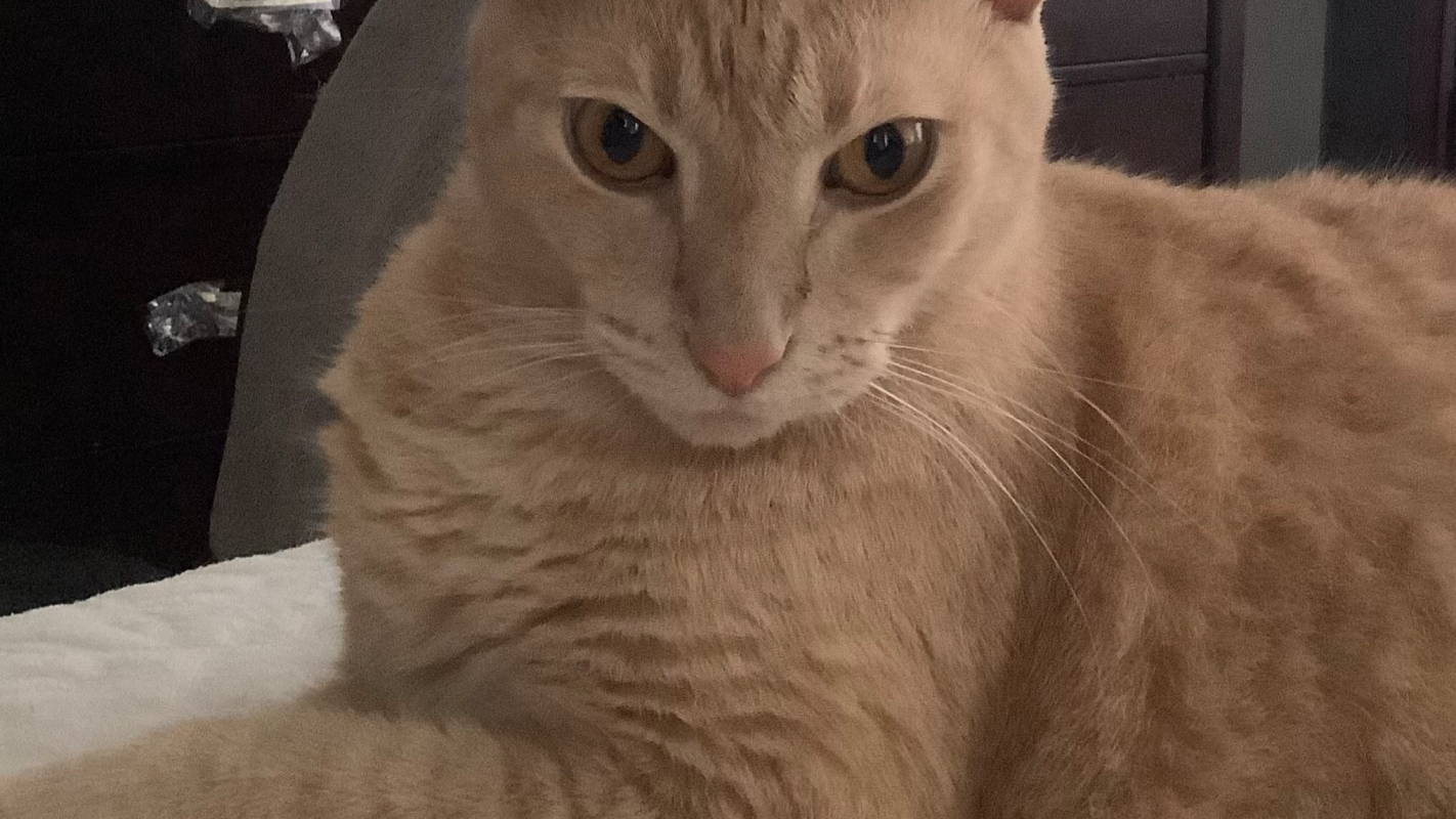 Cat Care/Surgery