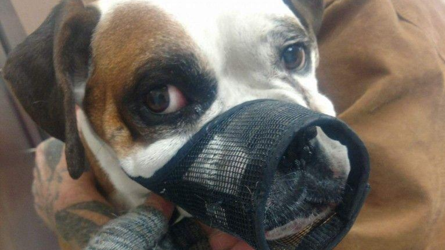 Help Save Buster from Snake Envenomation