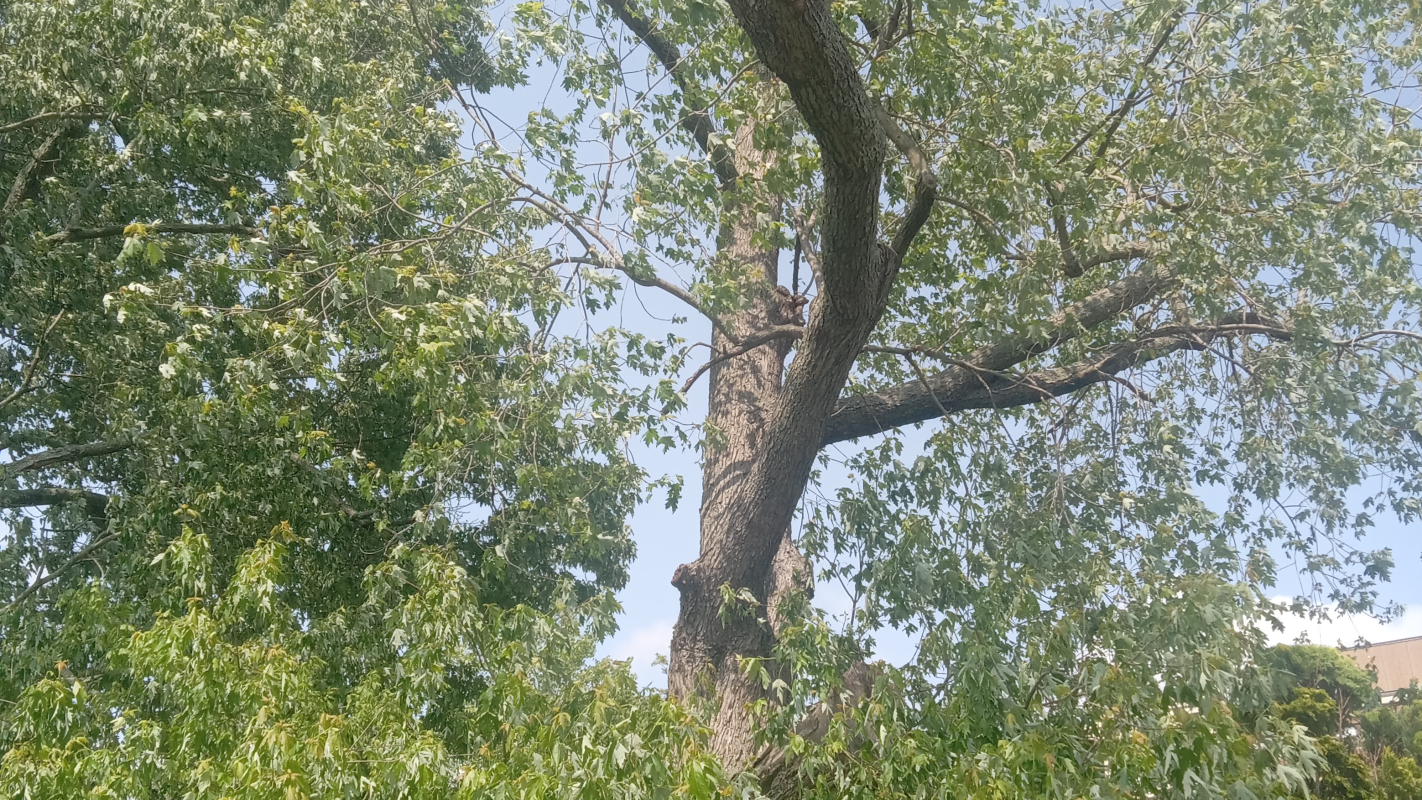 Property tree removal