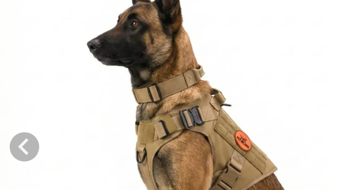 Mobility service dog