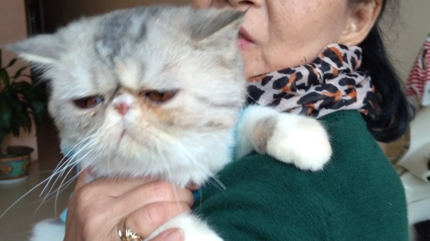 Help Save Lucy: FIP Treatment Fund