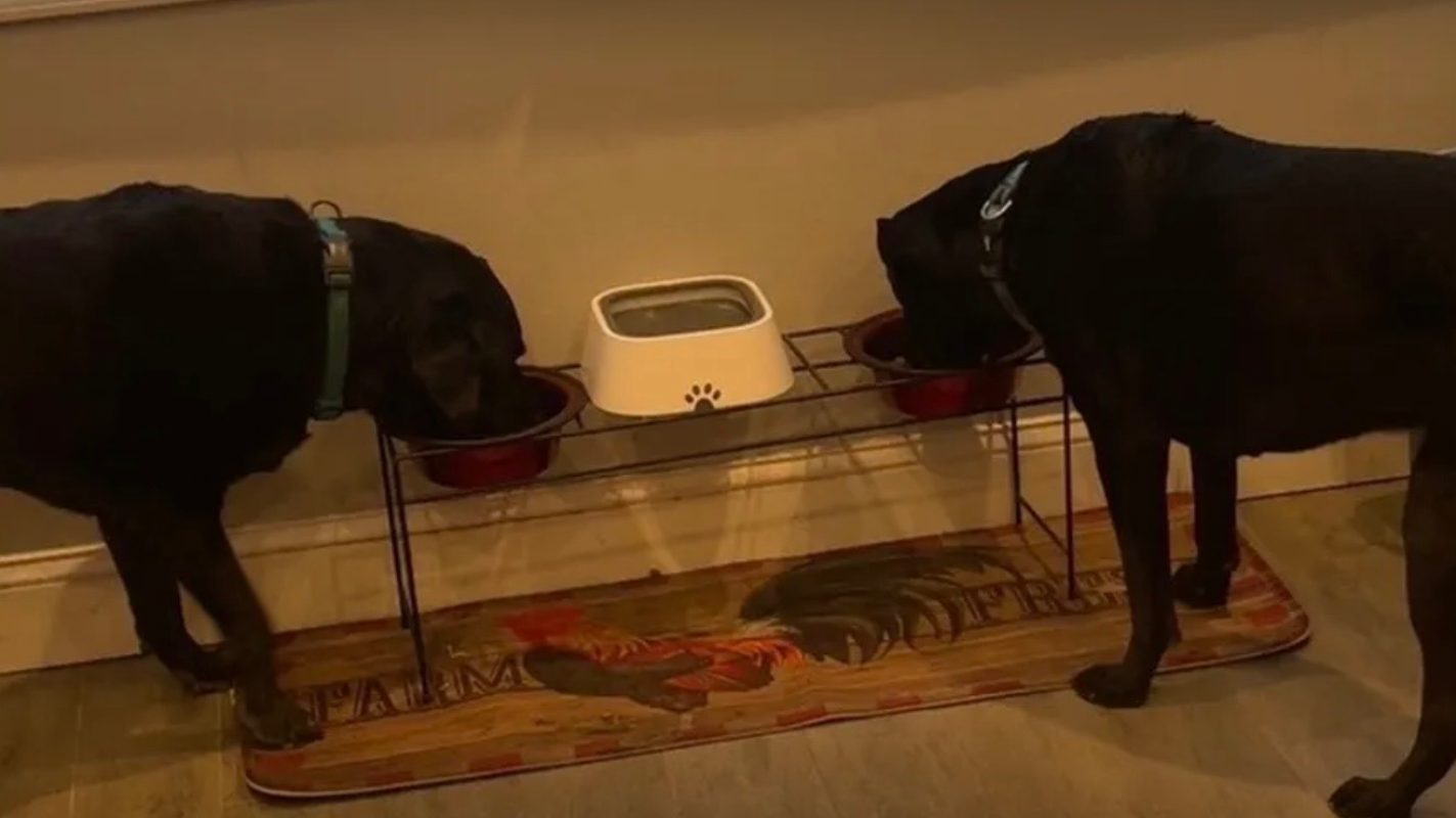 Help Tina and Her Dogs Through Tough Times  Edit