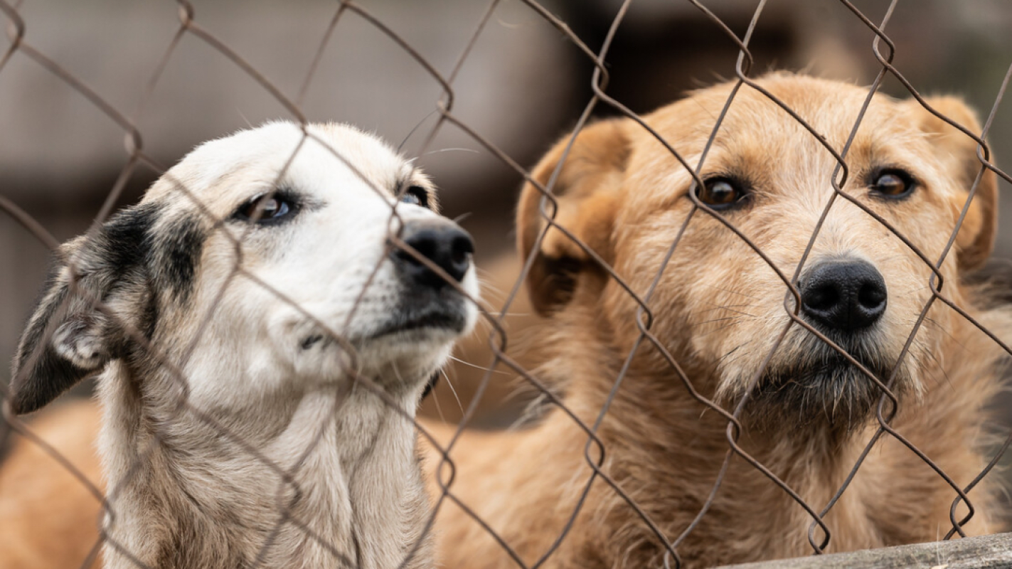 Helping two dogs get new home and not be euthanized