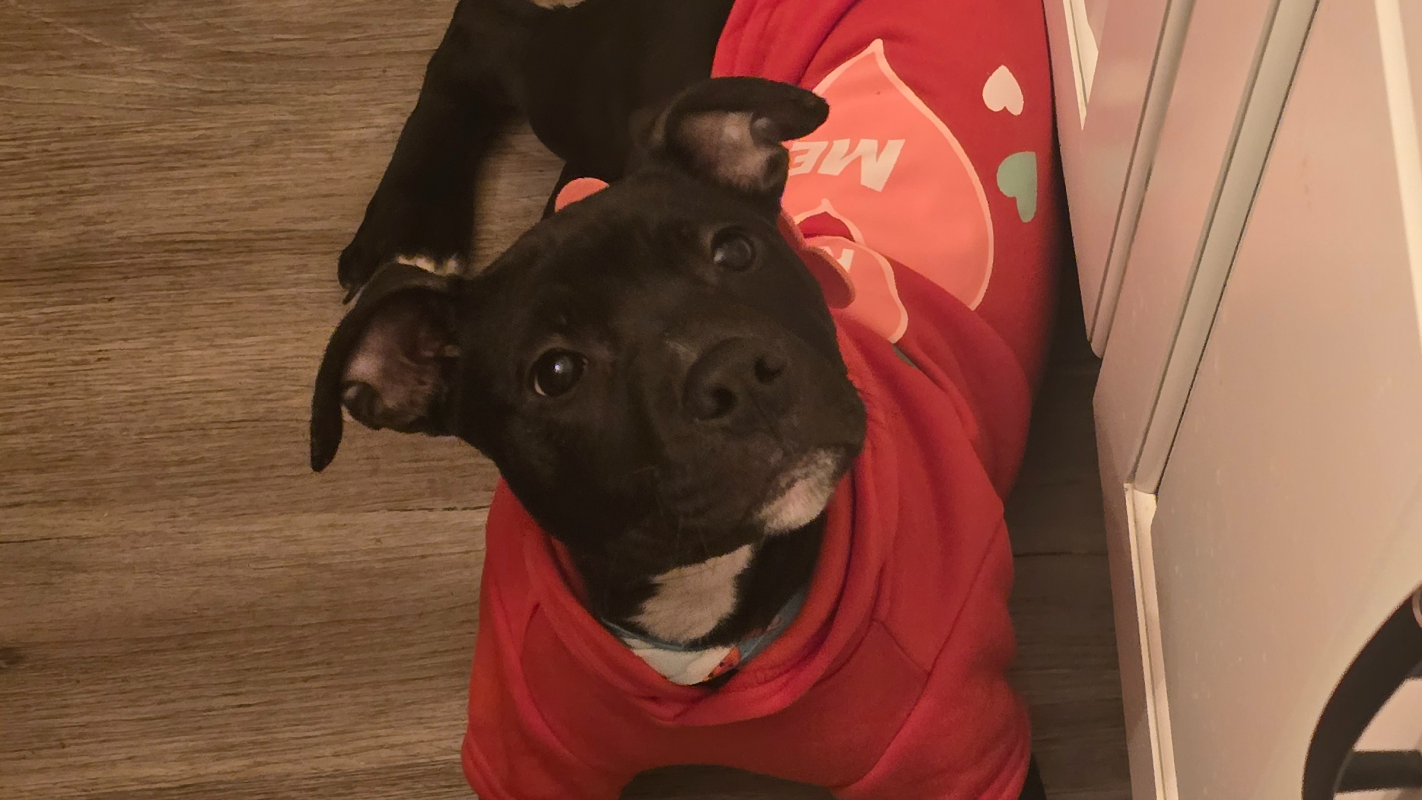 Battling through pain.