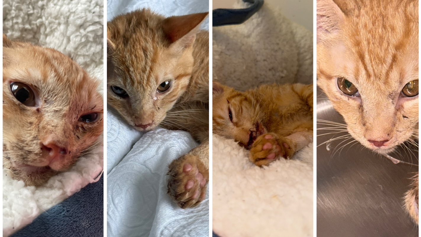 Help Save Noah The Cat From Cancer