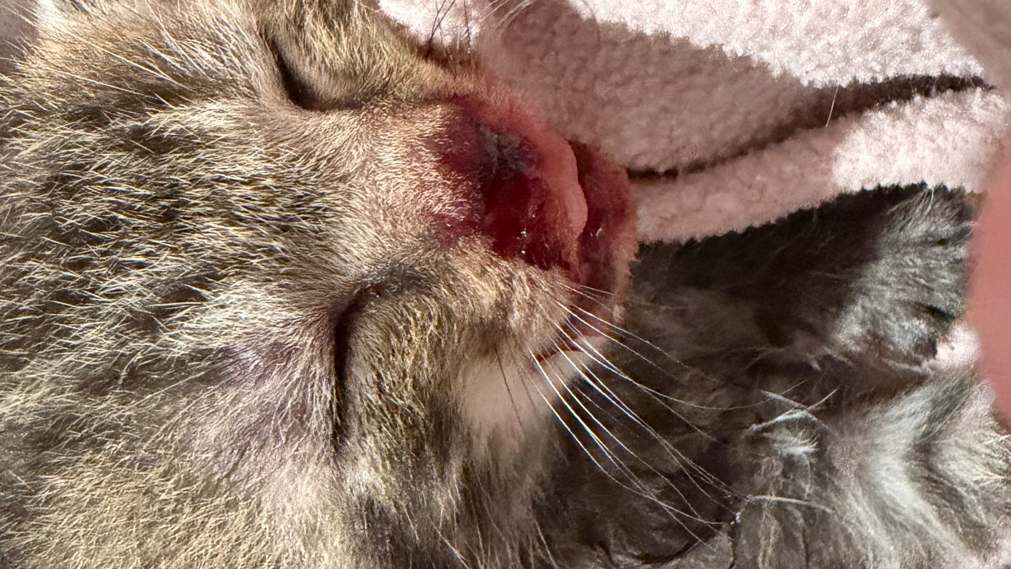 Help fund lip reattachment surgery