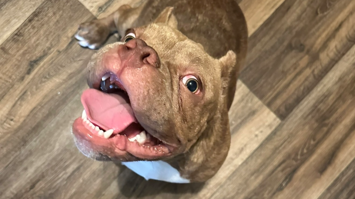 Enoch 1 year old Bully
