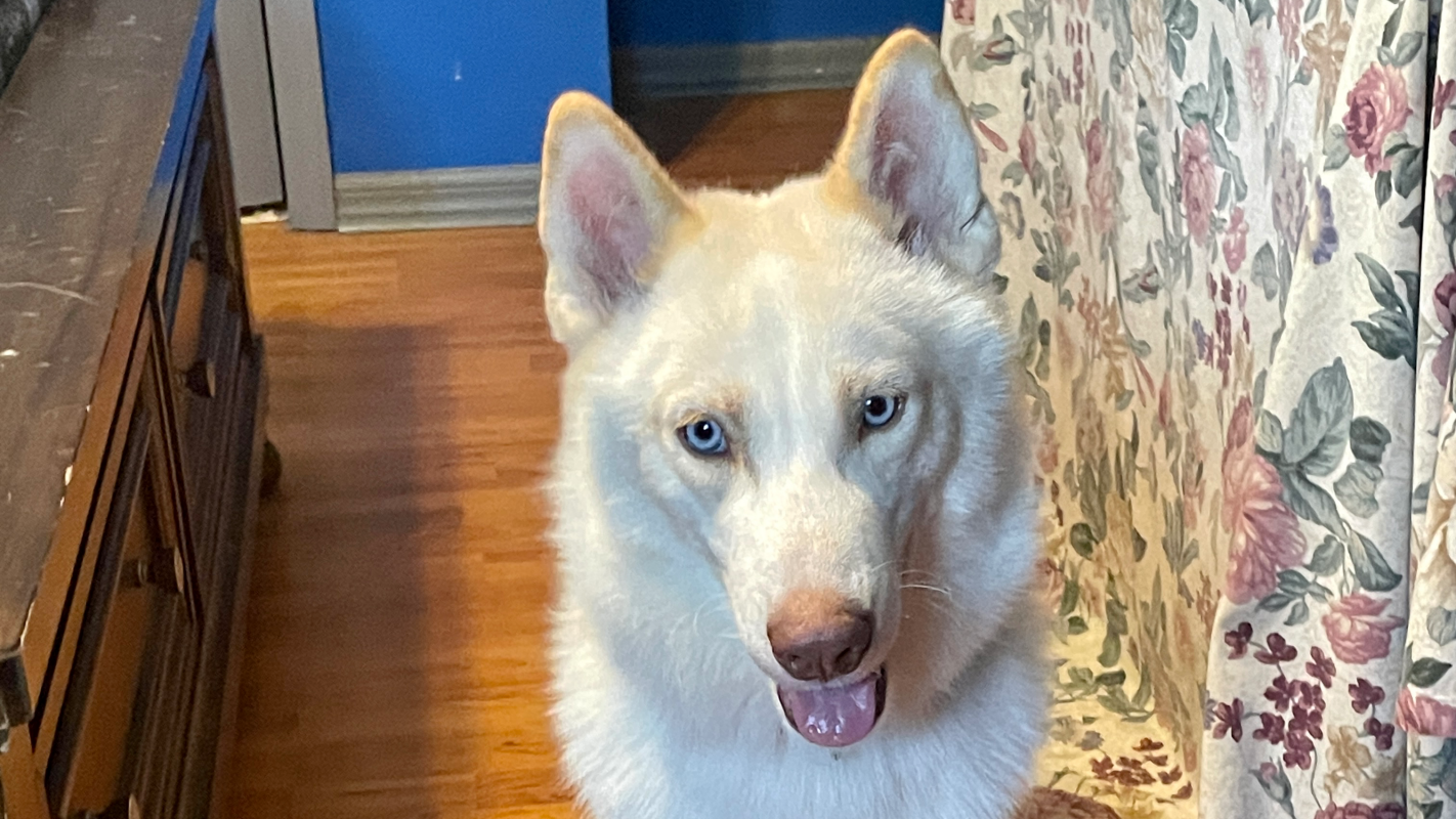 Help Monet from a very serious car accident needs surgery