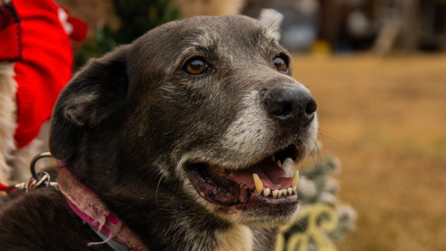 Silver’s medical expenses