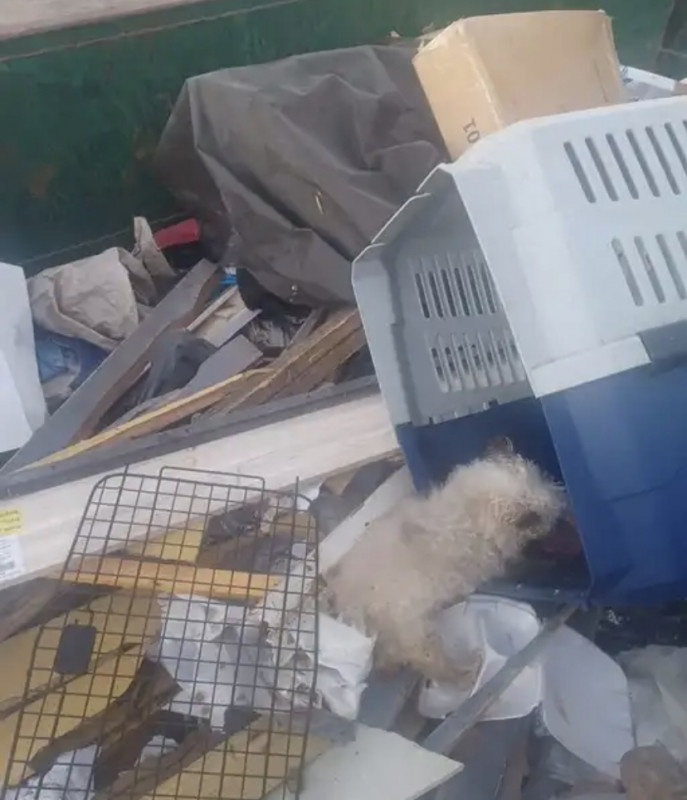Dog rescue: Someone’s “trash” can be someone’s treasure!