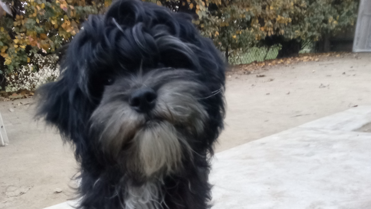 Blue's ear infection