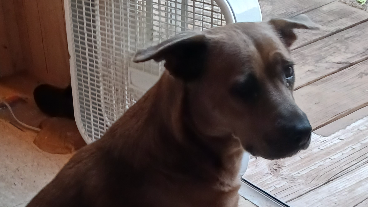 Help little bear with vet bills
