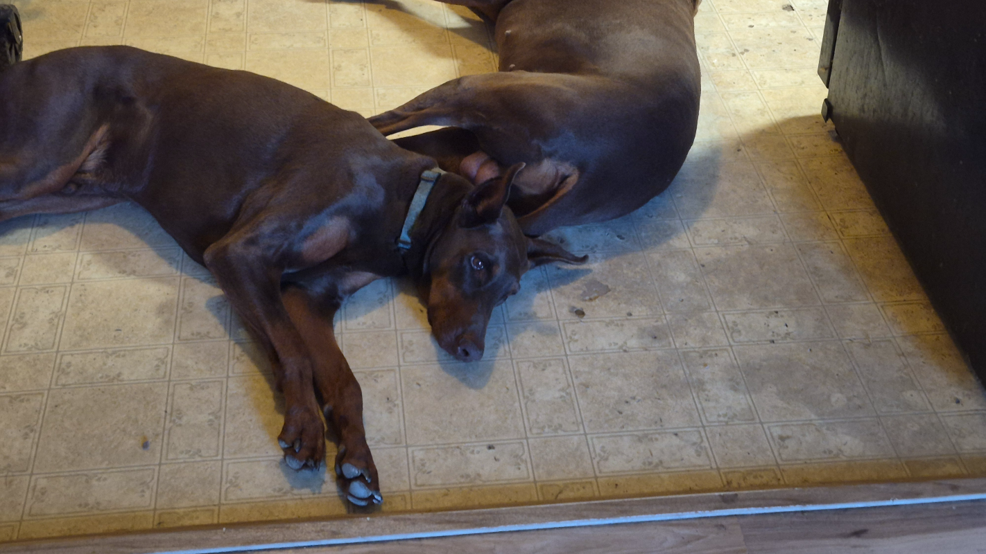 Veterinary appointment for my Doberman
