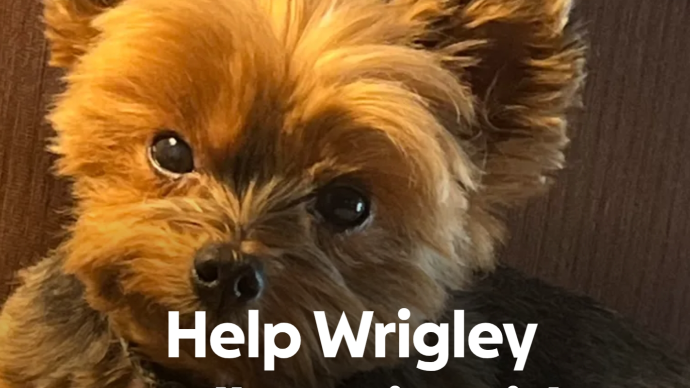 Help Wrigley Walk Again