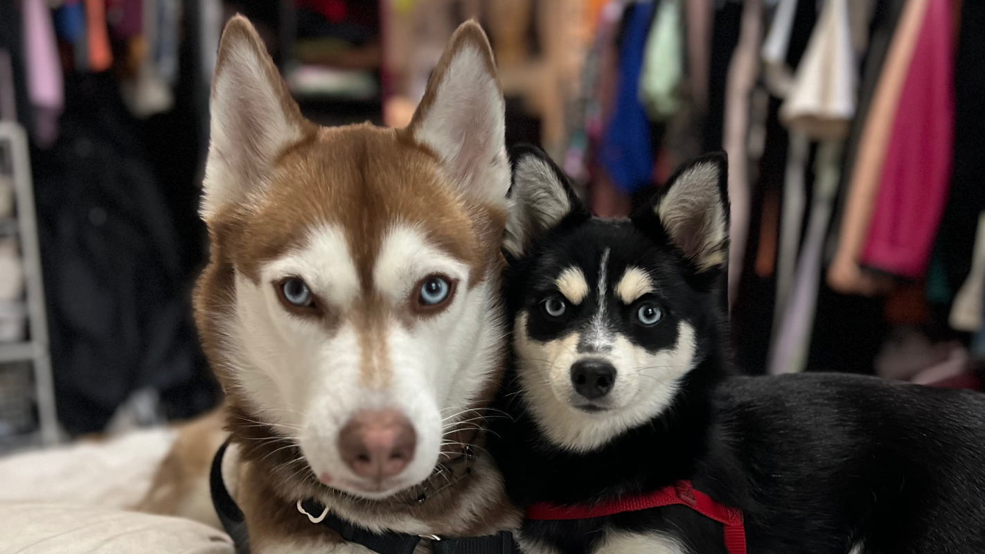 Help Luna & Lightning Heal After a Traumatic Animal Attack