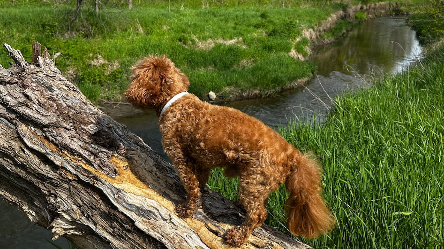 Help Wyatts Recovery