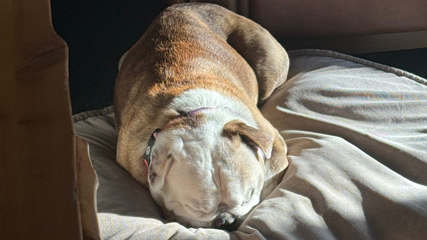 Daisy’s nose surgery