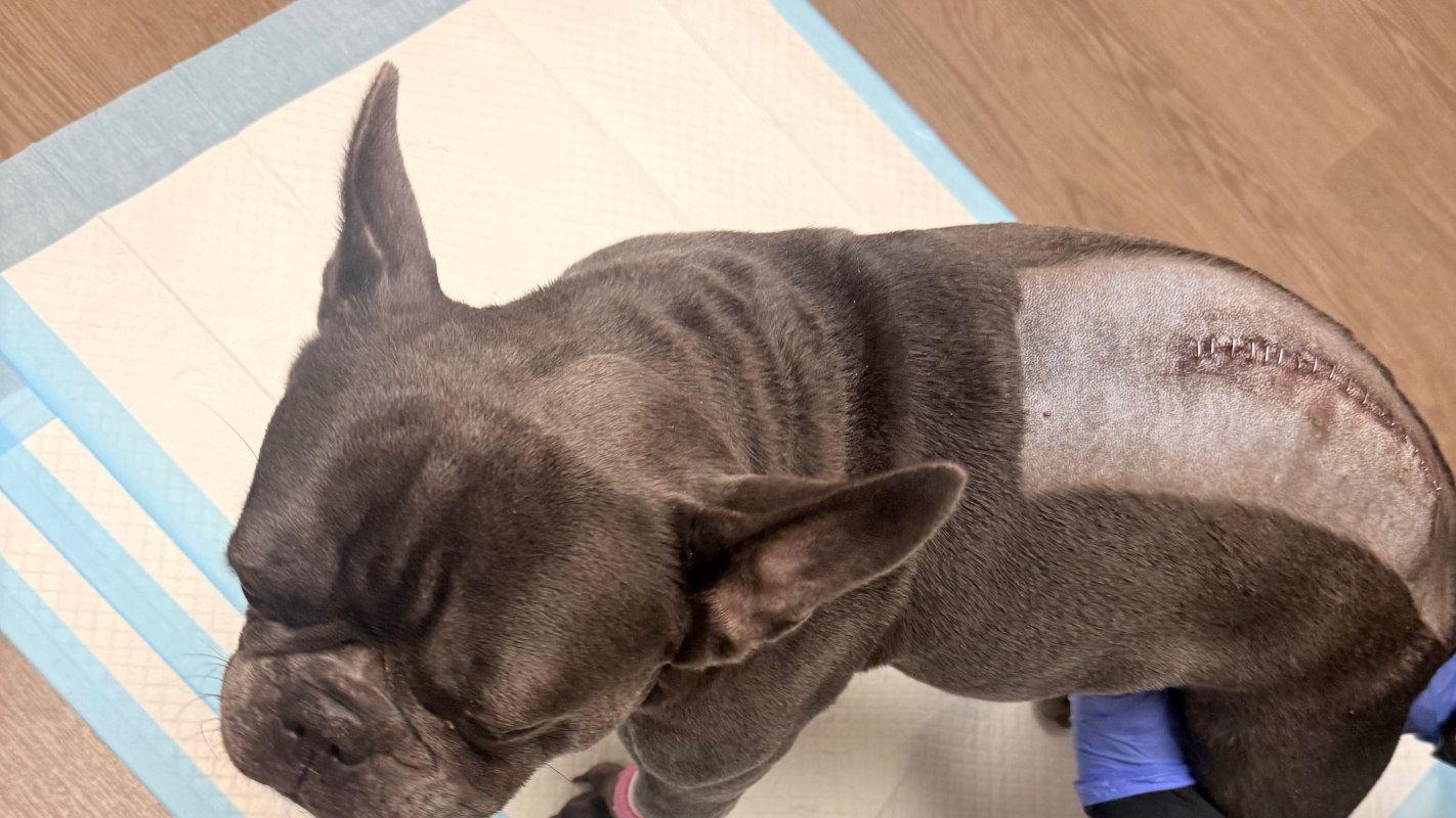 Help covering remaining vet bill