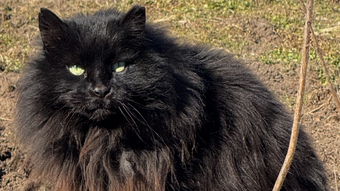 Help Steven get veterinary care