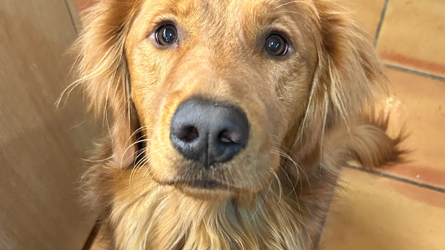 Fozzy Needs Your Help