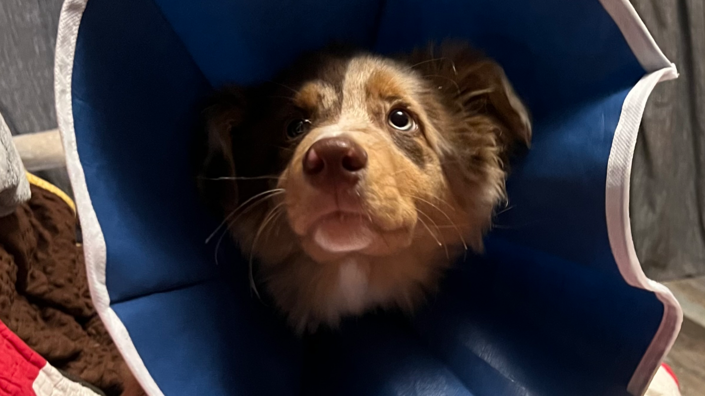 Theodore the puppy