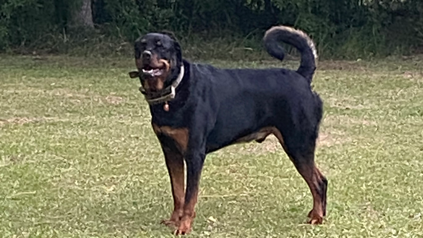 My dog Camo with DKA