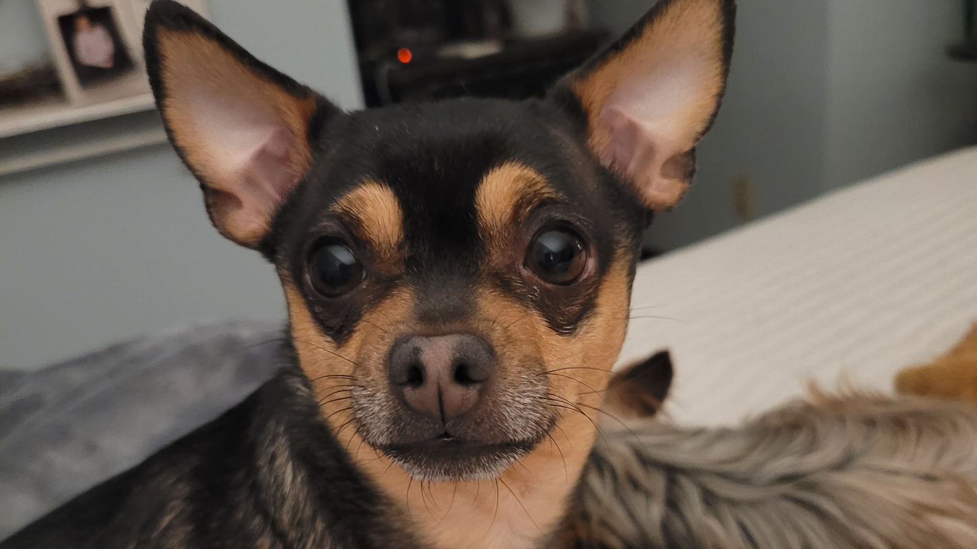 Lilly Anne surgery and after care