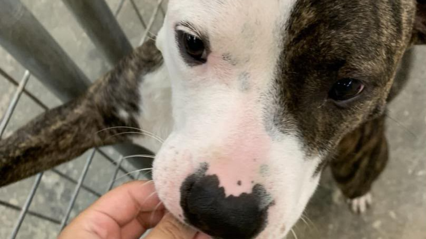 Helping Injured Dogs Heal
