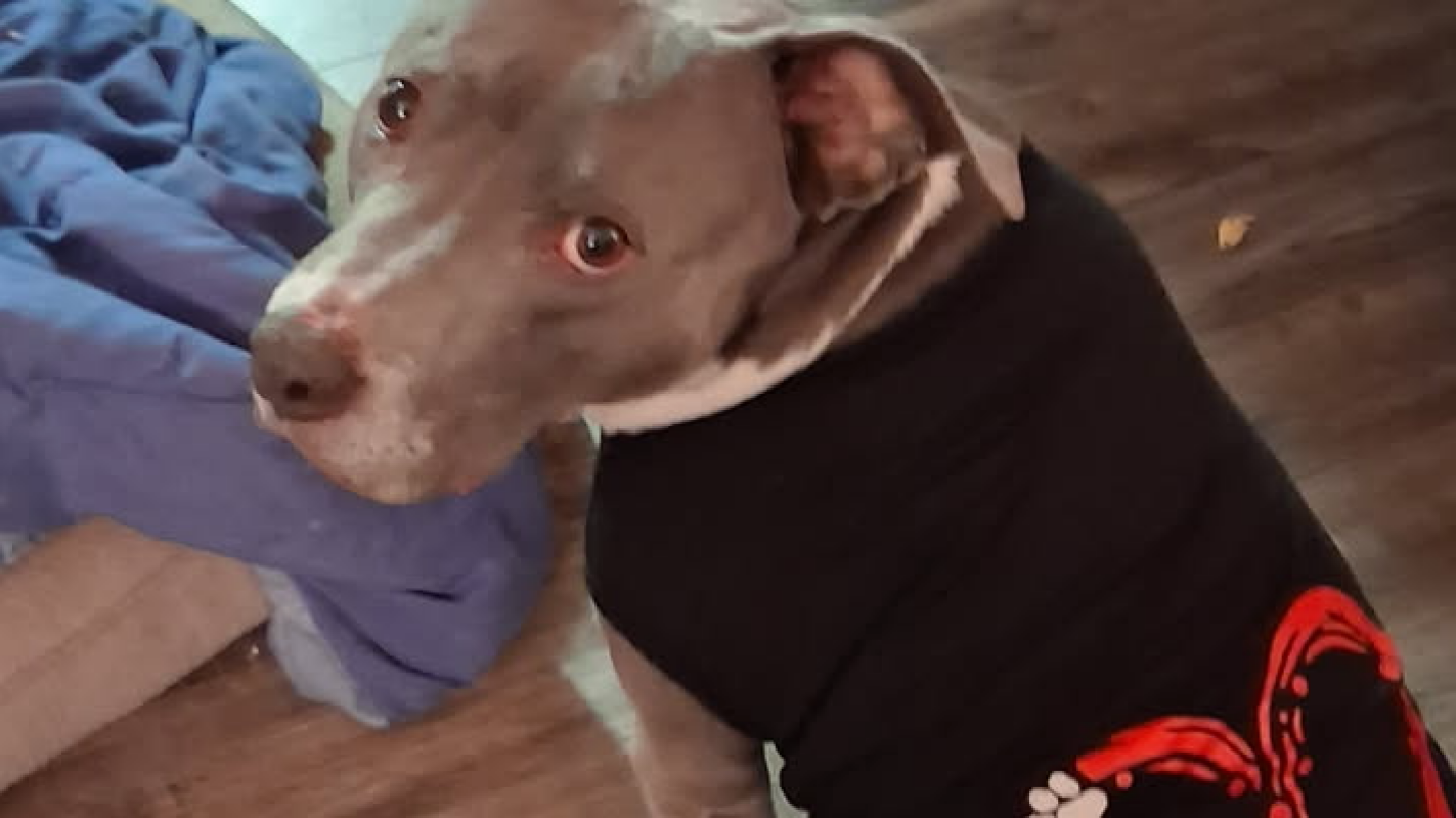 Housing for Macks and his human Mom