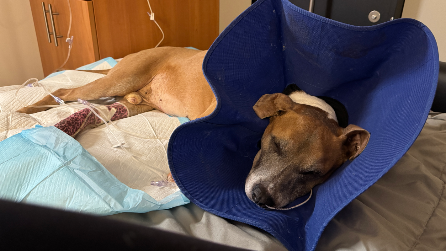 Pedro's Medical Care